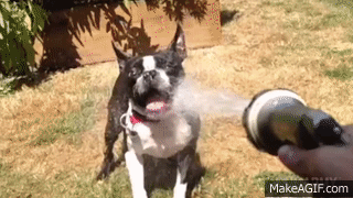 HPmYOA.gif
