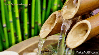 thornless cactus Spineless Nopal Cactus – SoulFire Farm