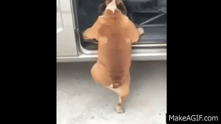 Dog with short legs tries to climb into car on Make a GIF