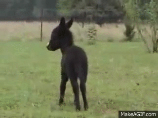Miniature Donkey Baby at Play on Make a GIF.
