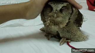 Funny & Cute Owl Videos Compilation 2014 [NEW] on Make a GIF