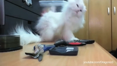Compilation Of Cats Being Jerks And Knocking Things Over on