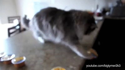 Compilation Of Cats Being Jerks And Knocking Things Over on
