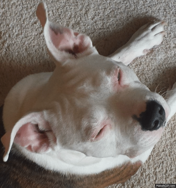 Otto the blue eyed, cute pit bull blinks on Make a GIF