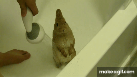 Bunny shower