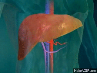 Image result for liver gif