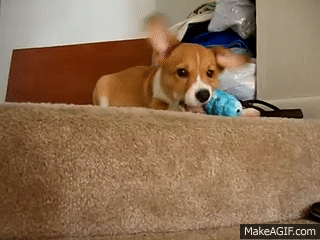 Cute Corgi Puppy Tries to Climb Up The Stair animated gif
