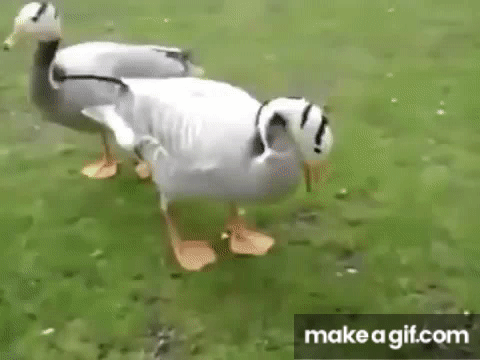 dancing goose animated gif