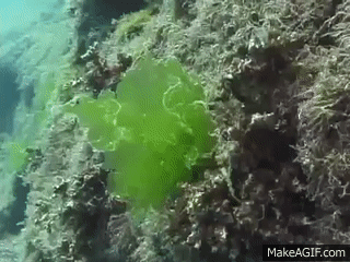 Green algae. Ulva lactuca - 3 on Make a GIF