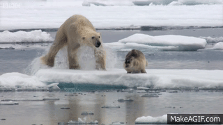Image result for polar bear hunts gif