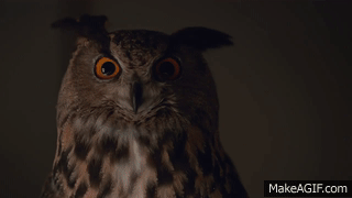 Just Listen To The Bird Wgu Sage The Night Owl Bedtime Commercial On Make A Gif