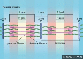 Sarcomere Contraction [HD Animation] on Make a GIF