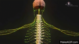 3D Medical Animation - Central Nervous System on Make a GIF