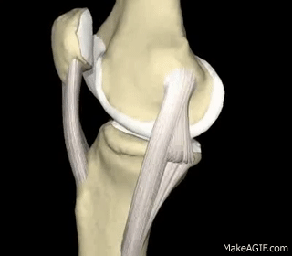 Ligamento Colateral Medial on Make a GIF