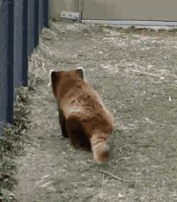 Red panda butt wiggle on Make a GIF