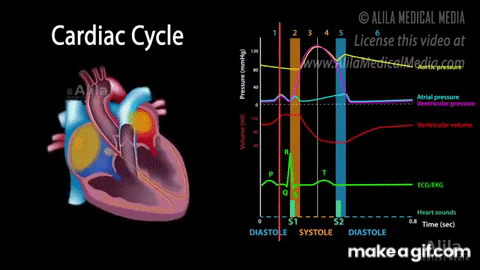 Cardiac Mri Gif Cardiac Mri Heartbeat Discover Share - vrogue.co