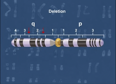 Changes In Chromosome Structure Hd Animation On Make A Gif Changes In Chromosome Structure Hd Animation On Make A Gif