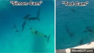 Spearfishing and Dolphins - Bahamas Part 3 (Ted's HoldOver) on Make a GIF