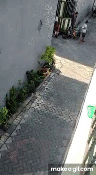 Monkey On Bike Attempts To Kidnap Child Viral Video On Make A Gif