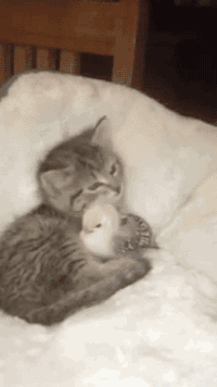 Forbidden love You've reached the ultimate funny | Funny Cat GIFs on Make a  GIF