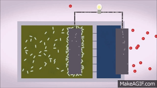 Microbial Fuel Cells to Generate Electricity on Make a GIF