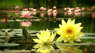 York, Lancaster, Harrisburg PA Backyard Koi Fish Ponds, Waterfalls, and Fountains on Make a GIF