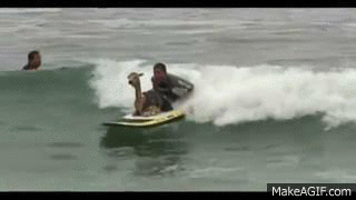 Llama Surf