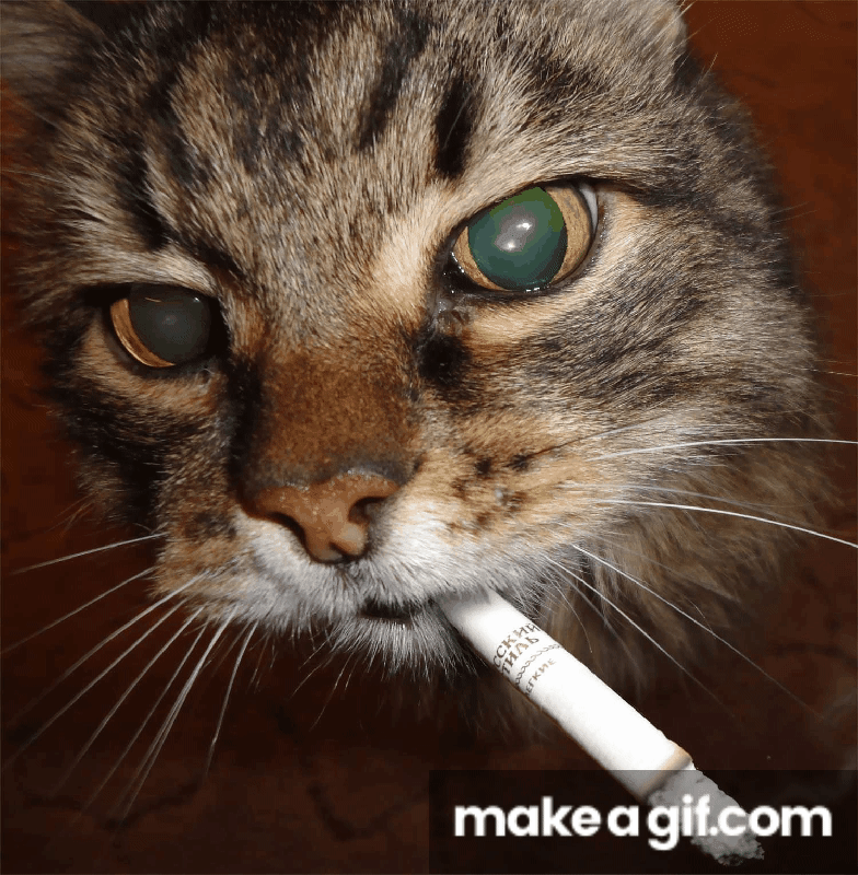 cat smoking cigarette gif kotikkyrit on Make a GIF