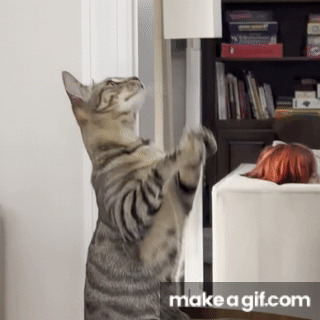 Clapping cat on Make a GIF