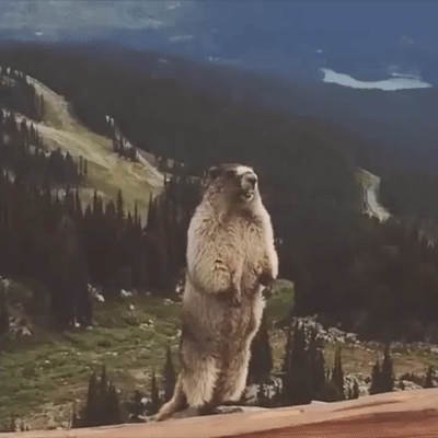Screaming Marmot on Make a GIF