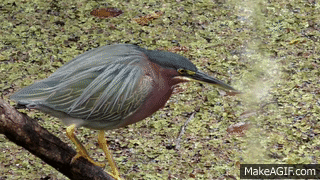 green heron extending its next