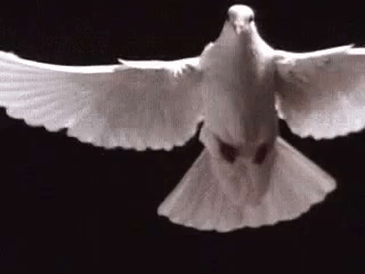 dove bird flying gif