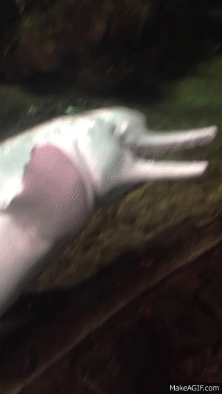 Dolphin self masturbates with beheaded fish on Make a GIF.