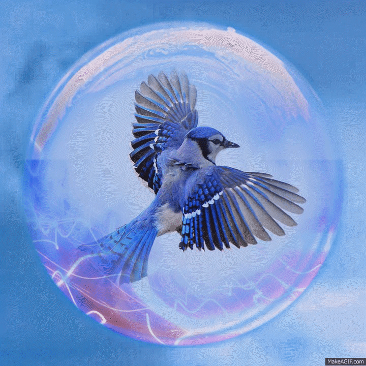 Bluebird of Happiness on Make A Gif on Make a GIF