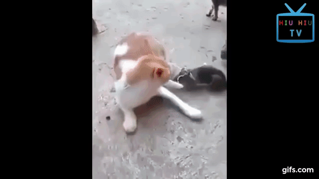 Scaredy Cats Compilation 