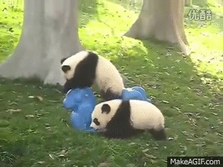 Baby Panda Falls Off The Teeter Totter Horse On Make A Gif