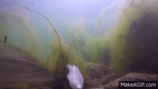 Bass Attack Lures GoPro Footage  Underwater Bass Fishing on Make