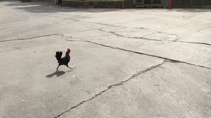 Chicken - Running - SLOMO on Make a GIF