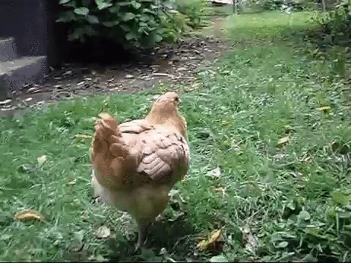 chicken running in slow motion on Make a GIF.