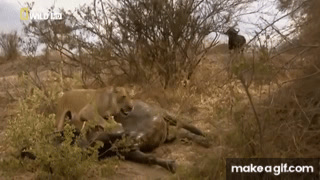 Leones cazando | Zona de Guerra | Documental de Leones on Make a GIF
