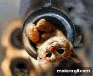 cats with guns gif
