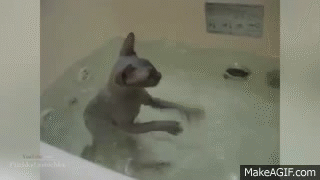 Funny Cats In Water Compilation 2014 on Make a GIF