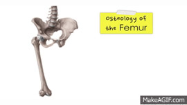Pelvis (Hip bone) and Femur - Human Anatomy