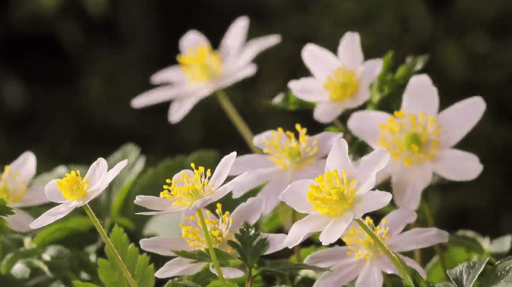 Awesome Flower Blooming Timelapse GIFS!