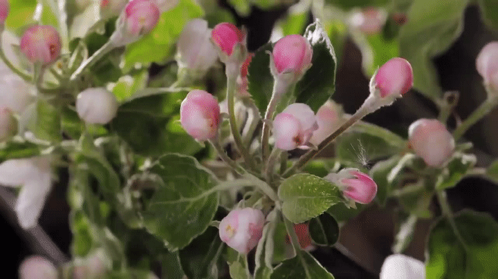 Time-Lapse: Watch Flowers Bloom Before Your Eyes