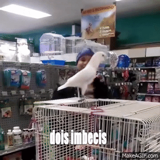 Videos Engraçados de Animais