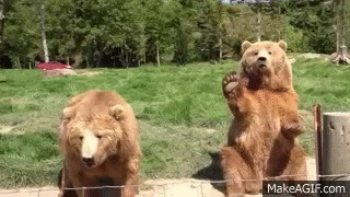 waving bear animated gif