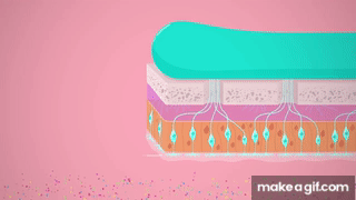 Taste Smell Crash Course Anatomy Physiology 16 Olfactory Taste Smell Crash Course Anatomy Physiology 16 Olfactory