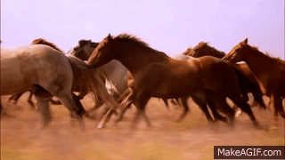 Amazing Galloping Horses 1080p HD on Make a GIF