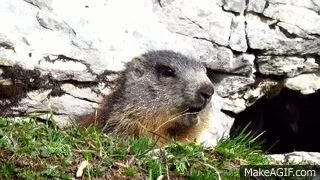 https://i.makeagif.com/media/5-20-2015/SSwhOp.gif
